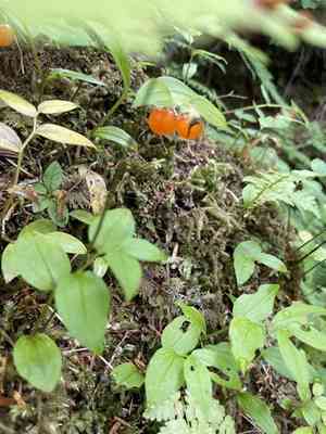 Small twisted-stalk(Streptopus streptopoides)