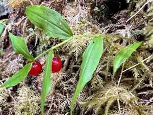 Small twisted-stalk(Streptopus streptopoides)