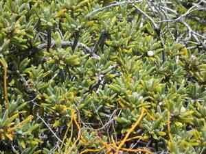 Pride of big pine(Strumpfia maritima)