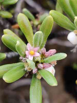Pride of big pine(Strumpfia maritima)