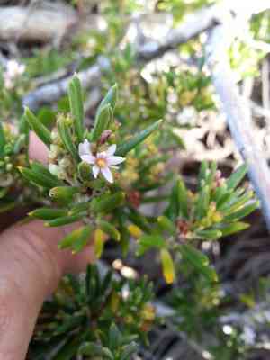 Pride of big pine(Strumpfia maritima)