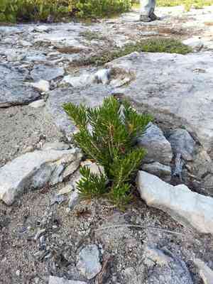 Pride of big pine(Strumpfia maritima)