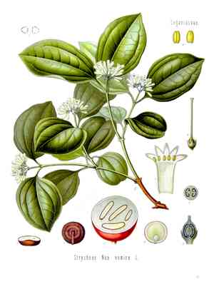 Strychnos (Strychnos)(Strychnos)