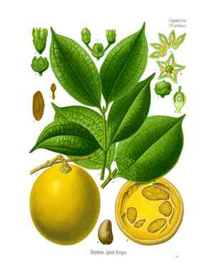 Strychnos (Strychnos)(Strychnos)