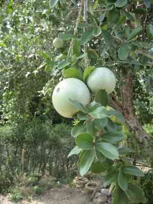 Strychnos (Strychnos)(Strychnos)