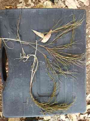 Fine-leaf pondweed(Stuckenia filiformis)