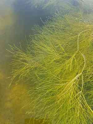 Fine-leaf pondweed(Stuckenia filiformis)