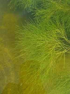 Fine-leaf pondweed(Stuckenia filiformis)