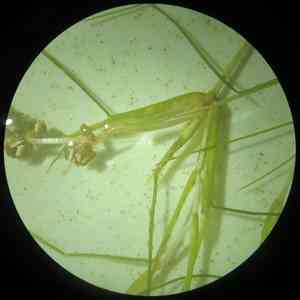 Fine-leaf pondweed(Stuckenia filiformis)