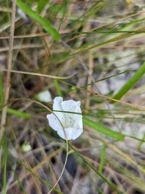 Coastalplain dawnflower(Stylisma patens)
