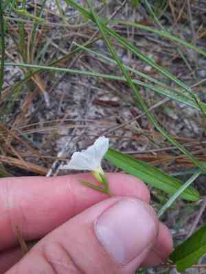 Coastalplain dawnflower(Stylisma patens)