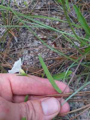 Coastalplain dawnflower(Stylisma patens)