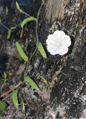 Coastalplain dawnflower(Stylisma patens)