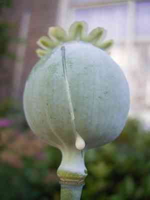 poppy (Stylomecon)(Stylomecon)