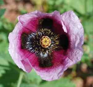 poppy (Stylomecon)(Stylomecon)