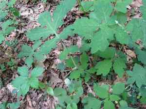 Celandine poppy(Stylophorum diphyllum)