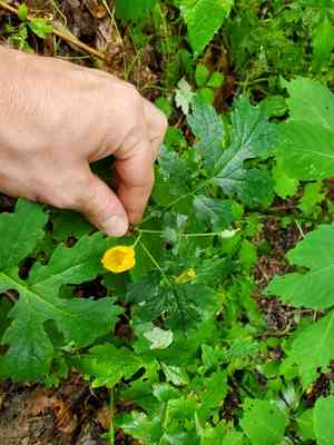 Celandine poppy(Stylophorum diphyllum)