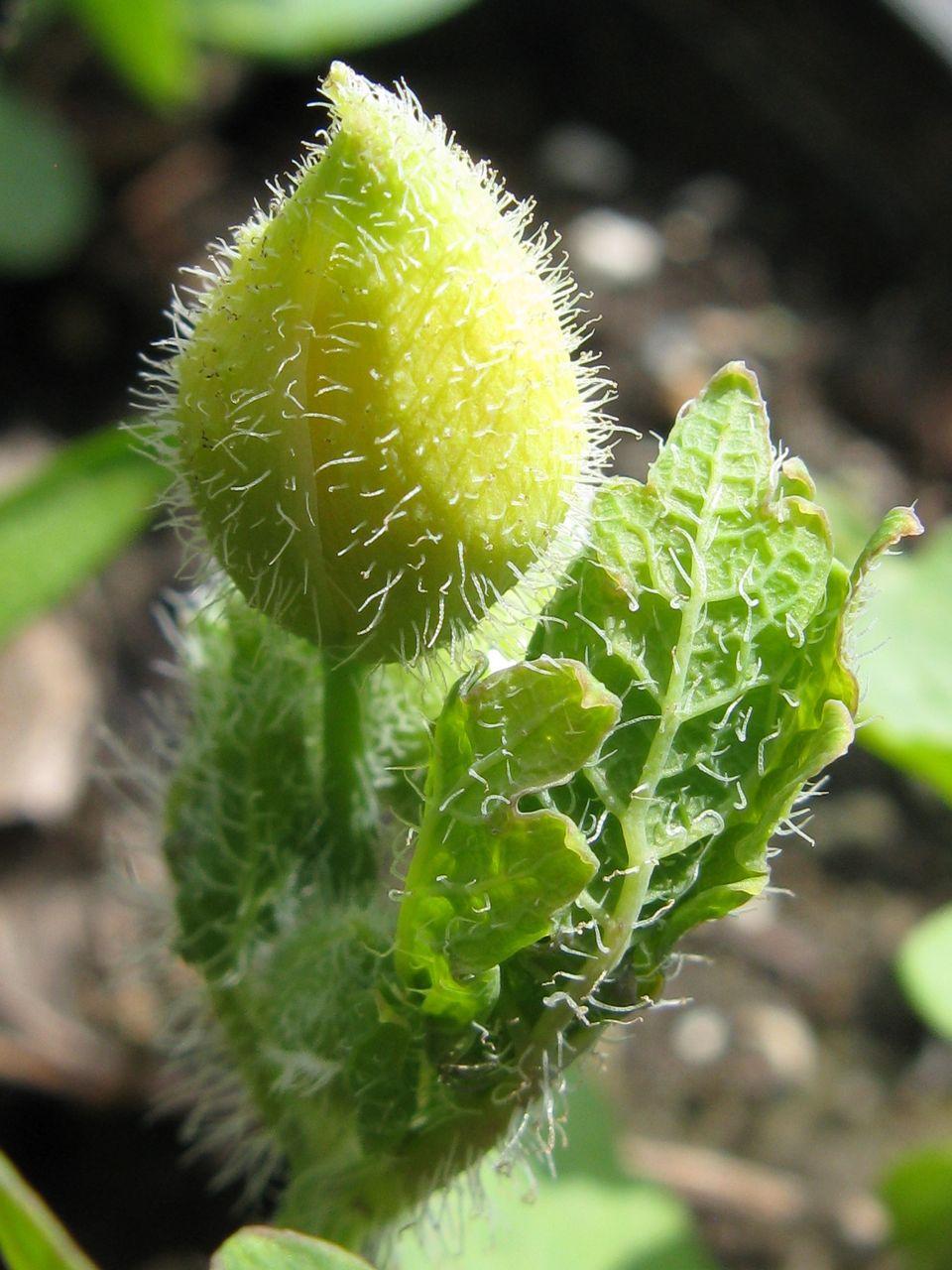 Celandine poppy