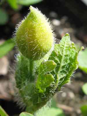 Celandine poppy(Stylophorum diphyllum)