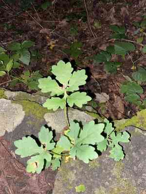 Celandine poppy(Stylophorum diphyllum)
