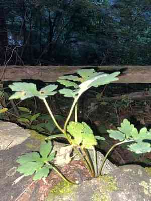 Celandine poppy(Stylophorum diphyllum)