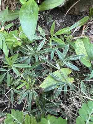 Caribbean stylo(Stylosanthes hamata)