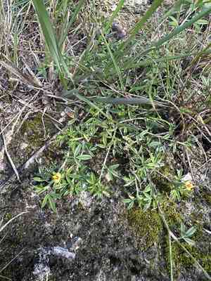 Caribbean stylo(Stylosanthes hamata)