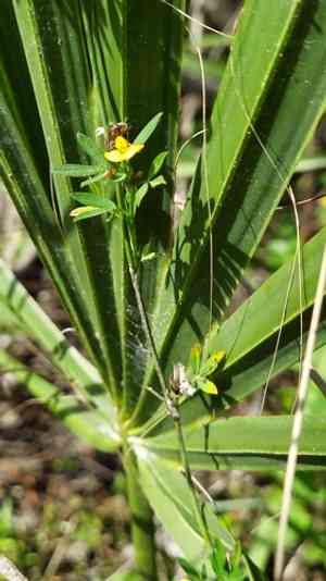 Caribbean stylo(Stylosanthes hamata)