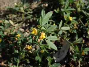 Caribbean stylo(Stylosanthes hamata)