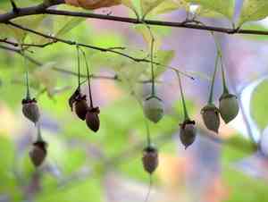 Japanese Snowbell(Styrax japonicus)