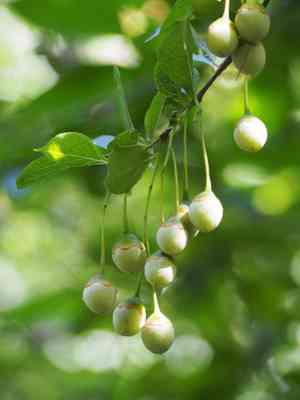 Japanese Snowbell(Styrax japonicus)