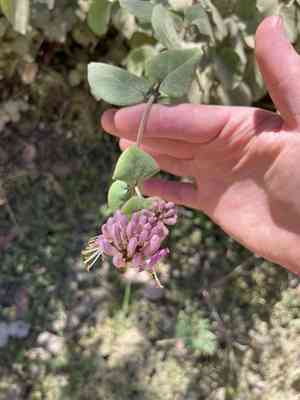 Drug snowbell(Styrax redivivus)