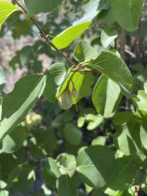 Drug snowbell(Styrax redivivus)