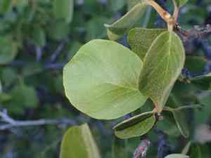 Drug snowbell(Styrax redivivus)