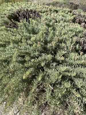 California sea-blite(Suaeda californica)