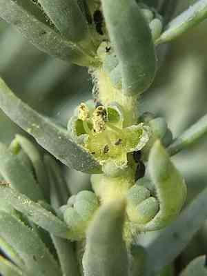 California sea-blite(Suaeda californica)