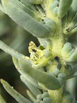 California sea-blite(Suaeda californica)