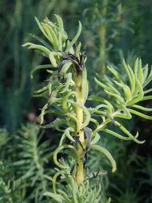 California sea-blite(Suaeda californica)