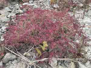 Asian common seepweed(Suaeda glauca)