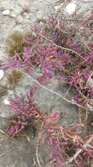 Annual seablite(Suaeda maritima)