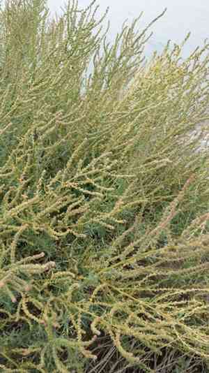 Annual seablite(Suaeda maritima)
