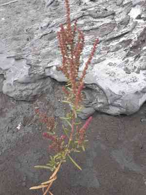 Annual seablite(Suaeda maritima)