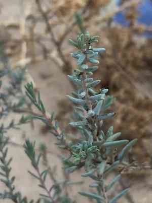 Bush seepweed(Suaeda nigra)