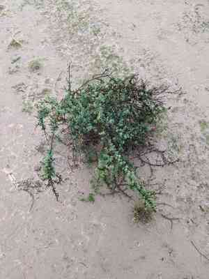 Bush seepweed(Suaeda nigra)