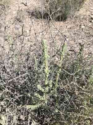 Bush seepweed(Suaeda nigra)