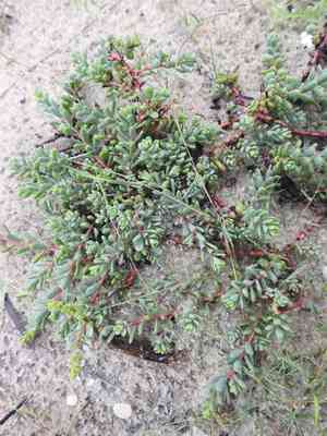 Bush seepweed(Suaeda nigra)