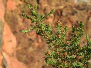 Shrubby sea-blite(Suaeda vera)