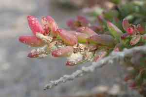 Shrubby sea-blite(Suaeda vera)