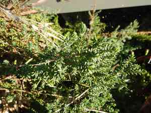 Shrubby sea-blite(Suaeda vera)