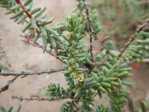 Shrubby sea-blite(Suaeda vera)